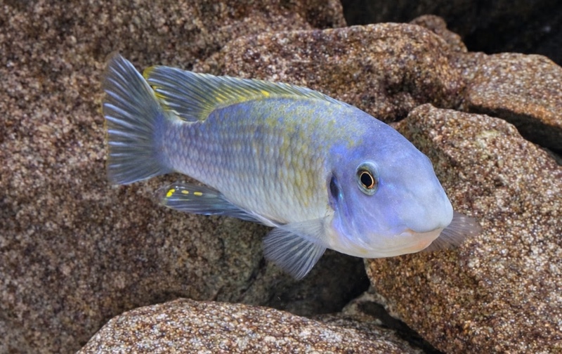 Labeotropheus fuelleborni 'Nakantenga Island'